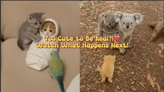 You&rsquo;ve NEVER Seen Kittens This Cute&hellip; Ever.