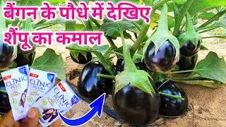बैंगन के पौधे में इसे सिर्फ एक बार डालिए बैंगन का पौधा फलों से लद जाएगा/brinjal plant care