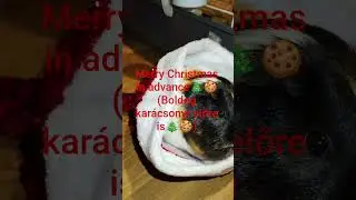 Merry christmas #christmas #xmas #kar&aacute;csony #tengerimalac #gunieapig
