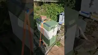 THE HONEY HERD is live and feeding for winter