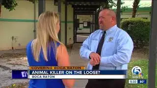 Animal Care and Control investigating cat killed in Boca Raton