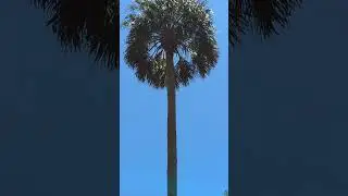 Red Shouldered Hawk Looks Up at Cabbage Palm Tree from Telephone Wire at Sweetwater Park! Oviedo