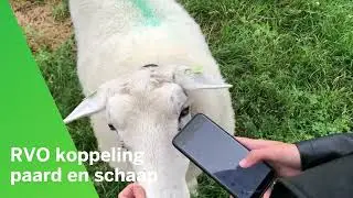 Beheer jouw schapen via de Anymal App