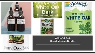 Oak Bark - Quercus -  Herbal Medicine Benefits