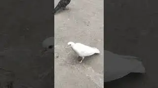 #birds #big #animals