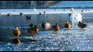 4K Frozen Coate water Lake  l 37 minute Scenic walk l Swindon