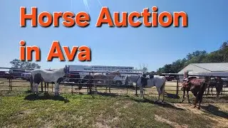 Horse Auction!