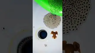 Frog lays eggs  Mini Dragon Breeding Frog lays eggs  Mini Dragon Breeding