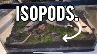 Making a forest floor vivarium/Isopod setup!