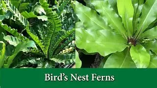 Bird's Nest Ferns - How to Take Care of and Grow and Asplenium Varieties