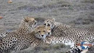Auf Safari in der Garden Route Game Lodge / Südafrika Roadtrip 2018