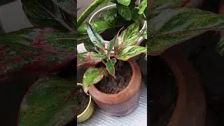 Beautiful Aglonema Plants #shosho #indoorplants #garden #gardening #shorts #short #shortvideo #shiv