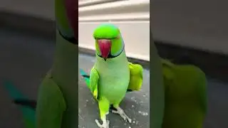 Mitthu🤩😍 Talking parrot#cute #youtubeshorts#original voice talk#ringneck parrot 🦜#shorts