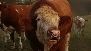 #simmentaler #simmental #bulle #bull mit seiner Herde.