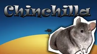Chinchilla -Animales del mundo-