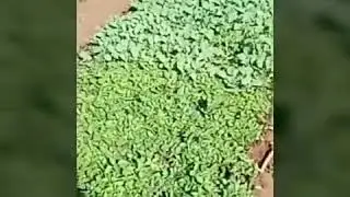 Carrot, tomatoes, collard greens and coriander farm( mini)