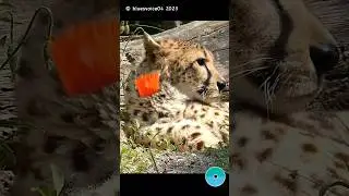 ❣️cheetah and the fallin' poppy petal 🌺