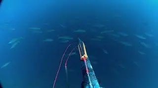 Rainbow Runner fish Big school