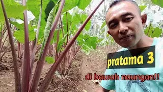 Perkembangan talas pratama 3 usia 3 bulan