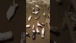 Neftçala göyərçinləri 09.10.2023
