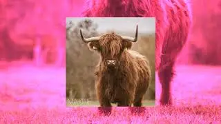 MAXiNE┃CHILL RELAX STUDY BEAT (Prod. ASSBRASS)