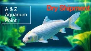 Lalukhet Aquarium Dry Goods Update 2025! Heaters, RGB Lights & Fish Food Price Reveal 🐠💡