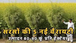 सरसों की 5 चमत्कारी किस्में: इस साल तोड़ें पैदावार के सारे रिकॉर्ड, खेत बनेगा सोने की खान!
