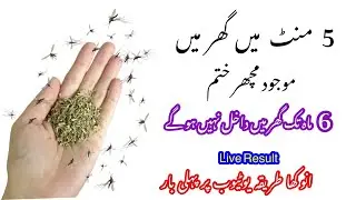 Get rid of Mosquito, rats, cockroach, lizard with homemade spray powerful insects killer remedy 😱