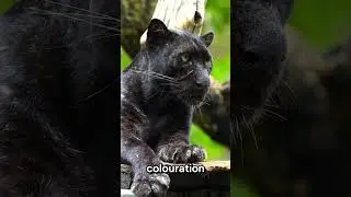 Panther Secrets: The Mysterious Black Big Cats Revealed! #naturecuriosities #funny  #facts #animals
