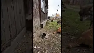 Brave Mother Cat vs Wolf &ndash; Incredible CCTV Footage from Village