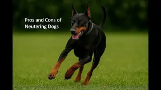 Pros and Cons of Neutering in Dogs