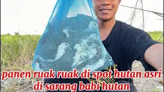 berburu burung ruak ruak di hutan di sarang 🐷 hutan.!!!!!!!!!