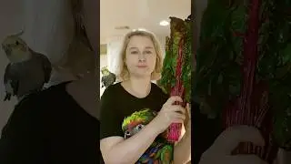 Самые полезные овощи и зелень для попугаев  #попугай #чемкормитьпопугаев #смешныепопугаи #попугаи