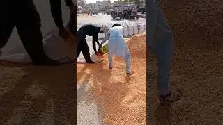 Makki ka rate today ghalla Mandi arifwala Punjab 22/5/2025