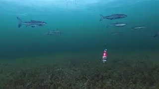 Ice Fishing for Whitefish with Mormyshka