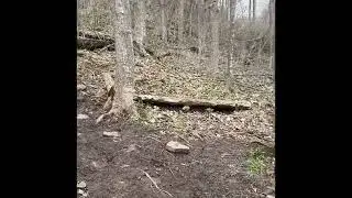 Walking fern side trail. / Bruce trail