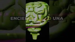 La verdadera raz&oacute;n por la que baja tu deseo. #sexualidad #cerebro #emociones #salud #psicologia