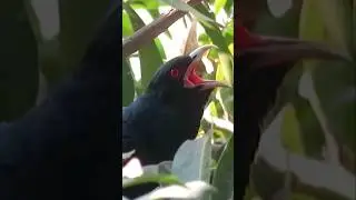 Asian Koel Bird Sound #shorts
