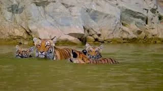 Hear the big cats of the Jim Corbett National Park | Uttarakhand