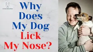 Why Does My Dog Lick My Nose?