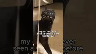 my cat sees a balloon for the first time 🤯 w/ ​⁠@thekatcurtis #cat #funnycat #cutecat #catperson