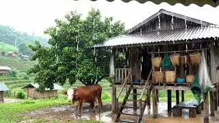 Cozy Village Rain ASMR 🌧️ Rustic Wooden House, Cow Shelter & Nature Sounds for Deep Sleep 😴 #rain