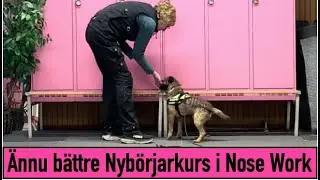 Ny webbkurs – Nybörjarkurs i Nose Work
