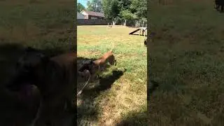 Puppies learn through play. Improved body mechanics, speed, balance, and coordination. #puppyshorts