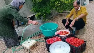 picking tomatoes for tomato paste. #cooking #lran #rosta