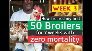 PART 2   - how i reared my first 50 Broilers with zero mortality
