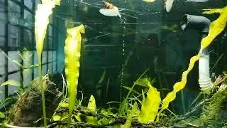 Plants Pearling with DIY CO2 system,  on RS-580 A TANK    #plantedtank