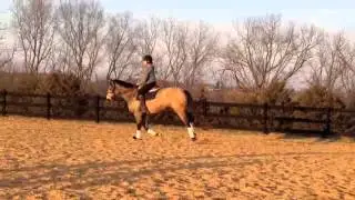 For Sale: 4 year old draft cross - Kelpie