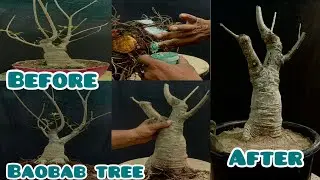 Baobab / adansonia digitata bonsai branch pruning and root pruning#baobab tree under bonsai training