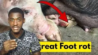 How to Treat & Prevent Foot Rot Disease in Pigs